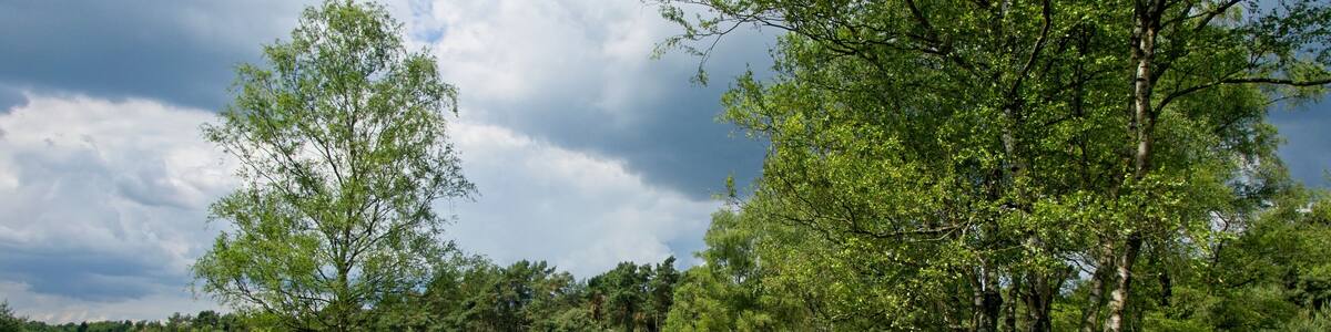 Herd of sheep in nature reserve Wolfheze heath in the East of the Netherlands