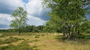 Herd of sheep in nature reserve Wolfheze heath in the East of the Netherlands