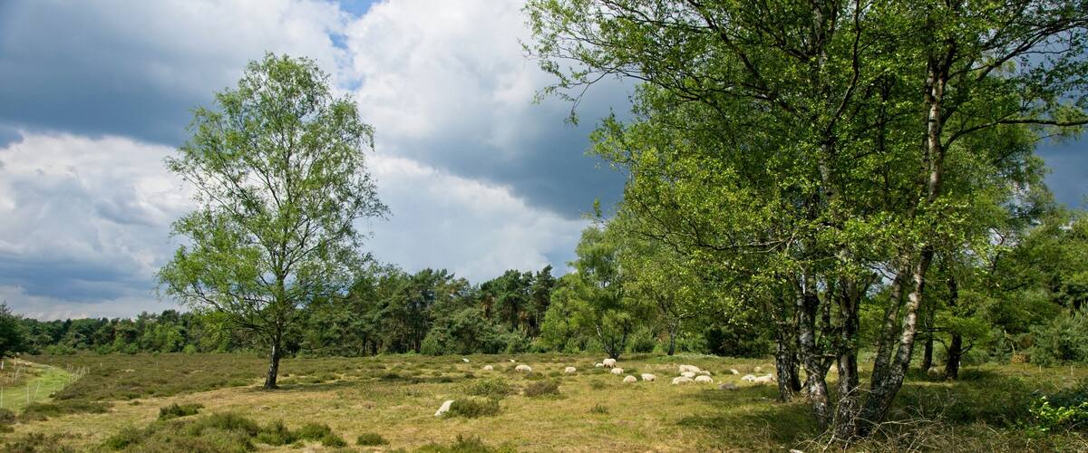 A grassy field with scattered sheep and trees under a cloudy sky.