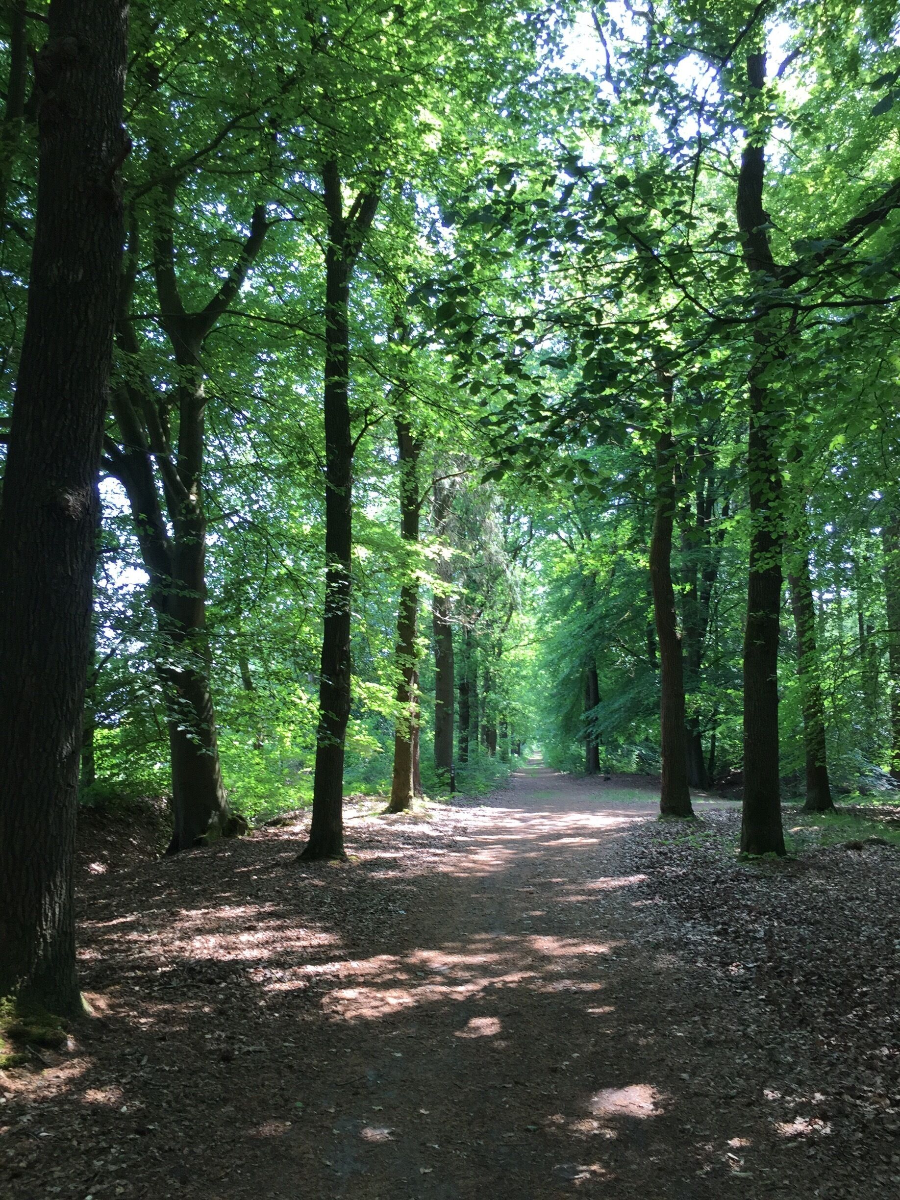 Running through the forest trails around Beetsterzwaag, Netherlands #lifeatexpedia