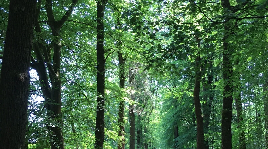 Running through the forest trails around Beetsterzwaag, Netherlands #lifeatexpedia