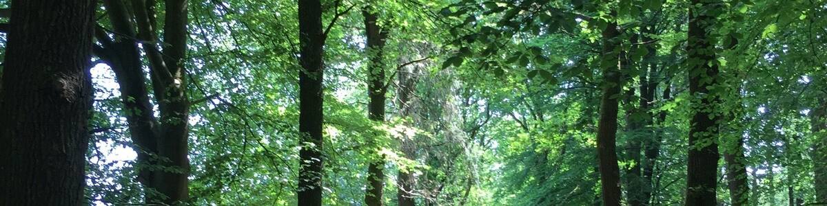 Running through the forest trails around Beetsterzwaag, Netherlands #lifeatexpedia