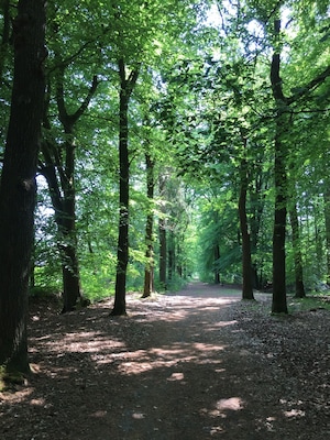 Running through the forest trails around Beetsterzwaag, Netherlands #lifeatexpedia