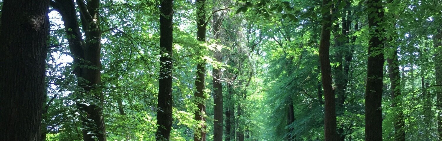 Running through the forest trails around Beetsterzwaag, Netherlands #lifeatexpedia