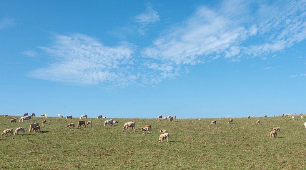blonde cows graze in hill country near nijmegen in the netherlands