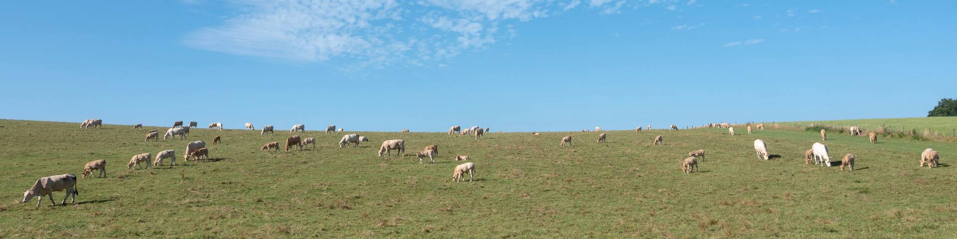 blonde cows graze in hill country near nijmegen in the netherlands