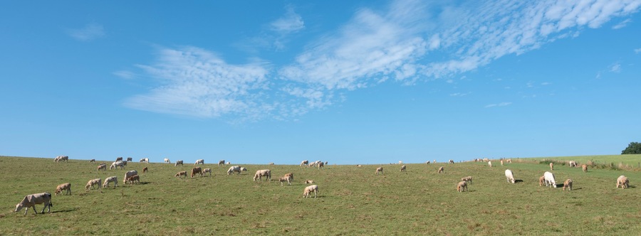 blonde cows graze in hill country near nijmegen in the netherlands