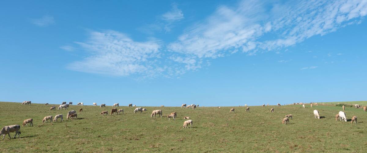 A grassy hill with cows grazing under a clear blue sky.