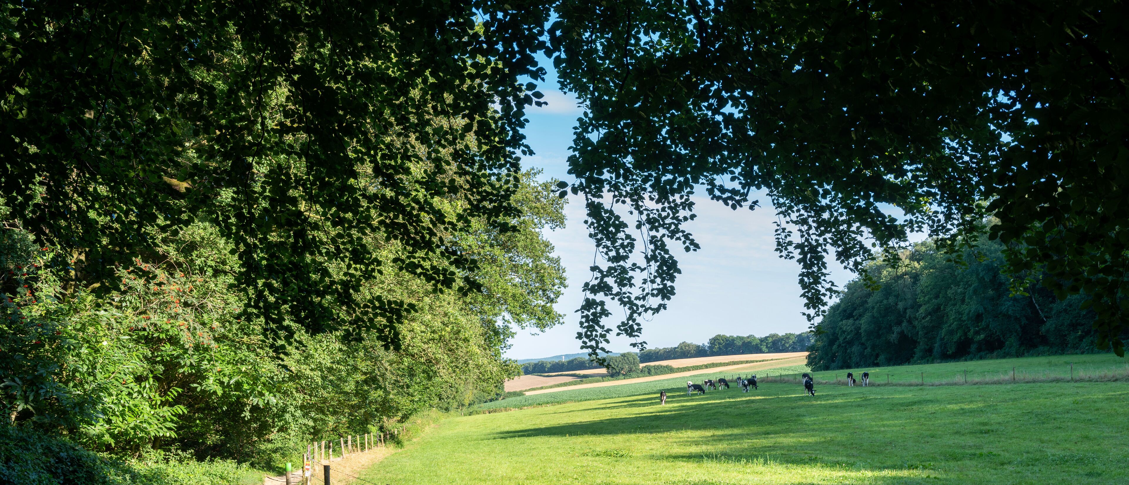 grazing cows in berg en dal near nijmegen in the netherlands