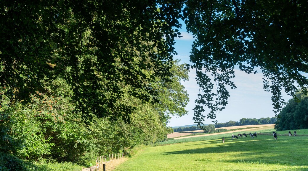 grazing cows in berg en dal near nijmegen in the netherlands