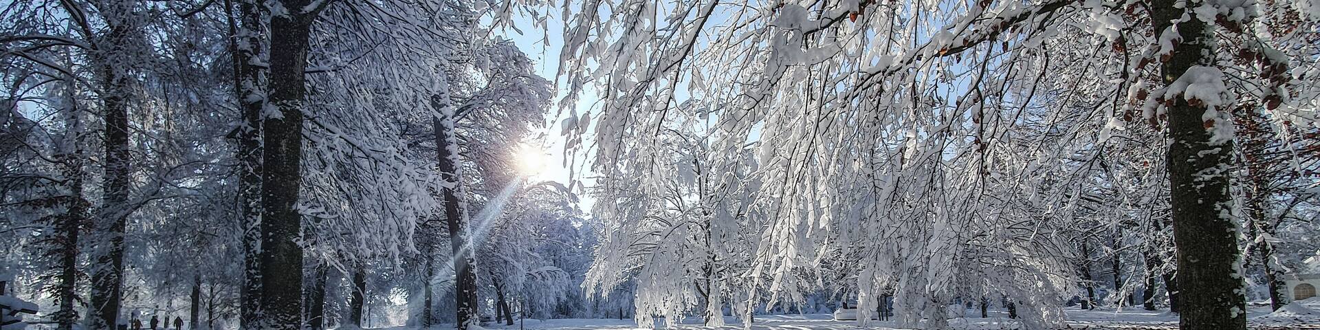 A snow-covered forest path with sunlight filtering through the trees.