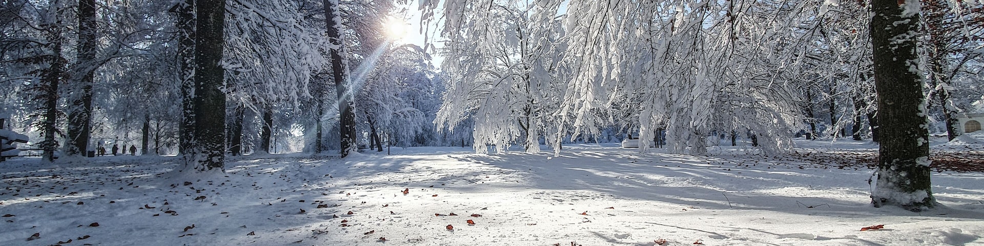 A snow-covered forest path with sunlight filtering through the trees.