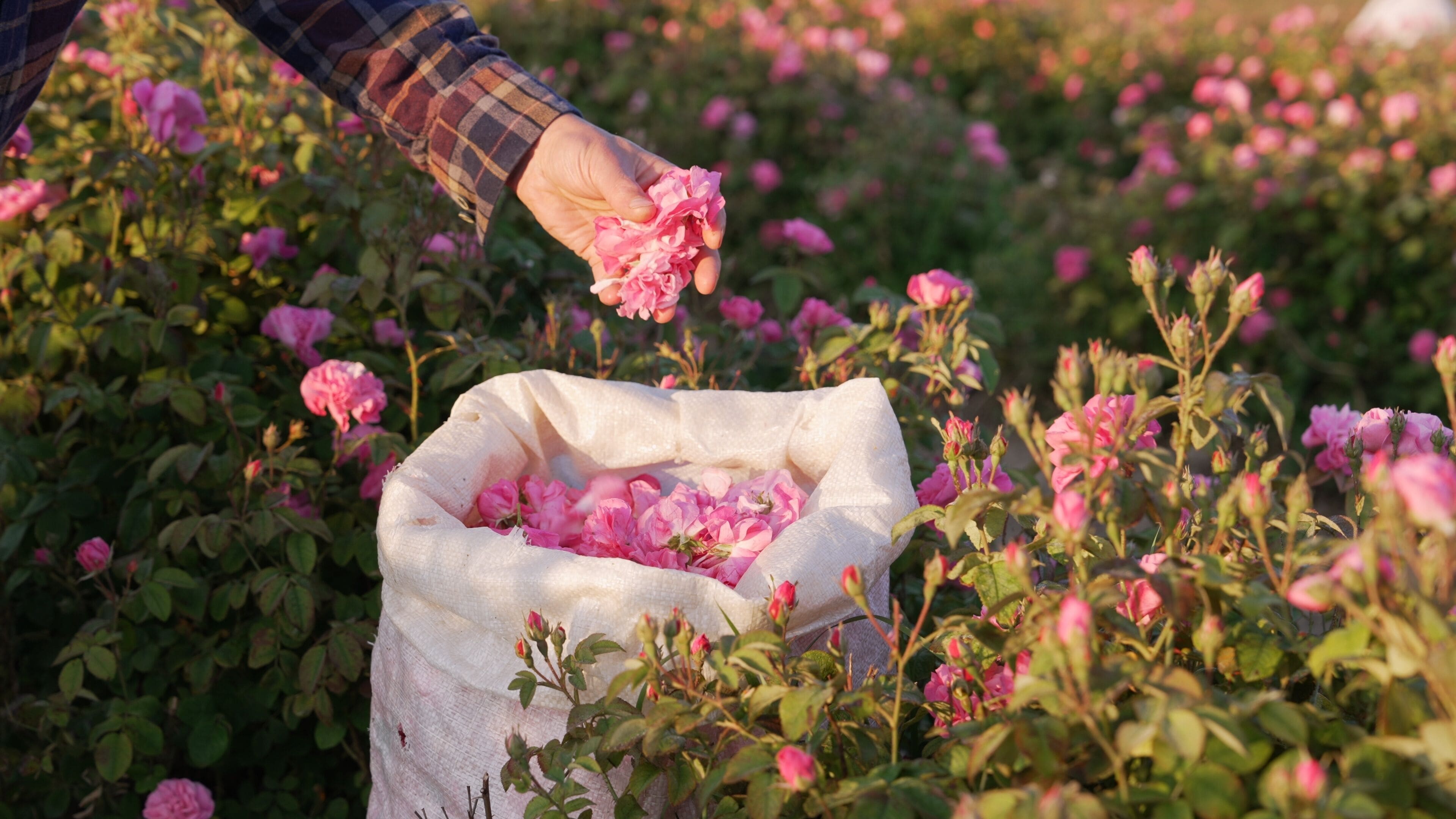 Una persona sosteniendo flores rosas, una bolsa llena de flores rosas, y un campo de flores rosas.