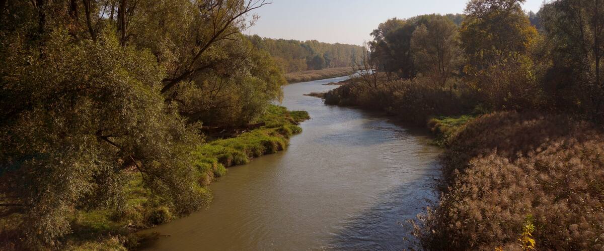 A river winding through a forested area with dense trees and greenery.