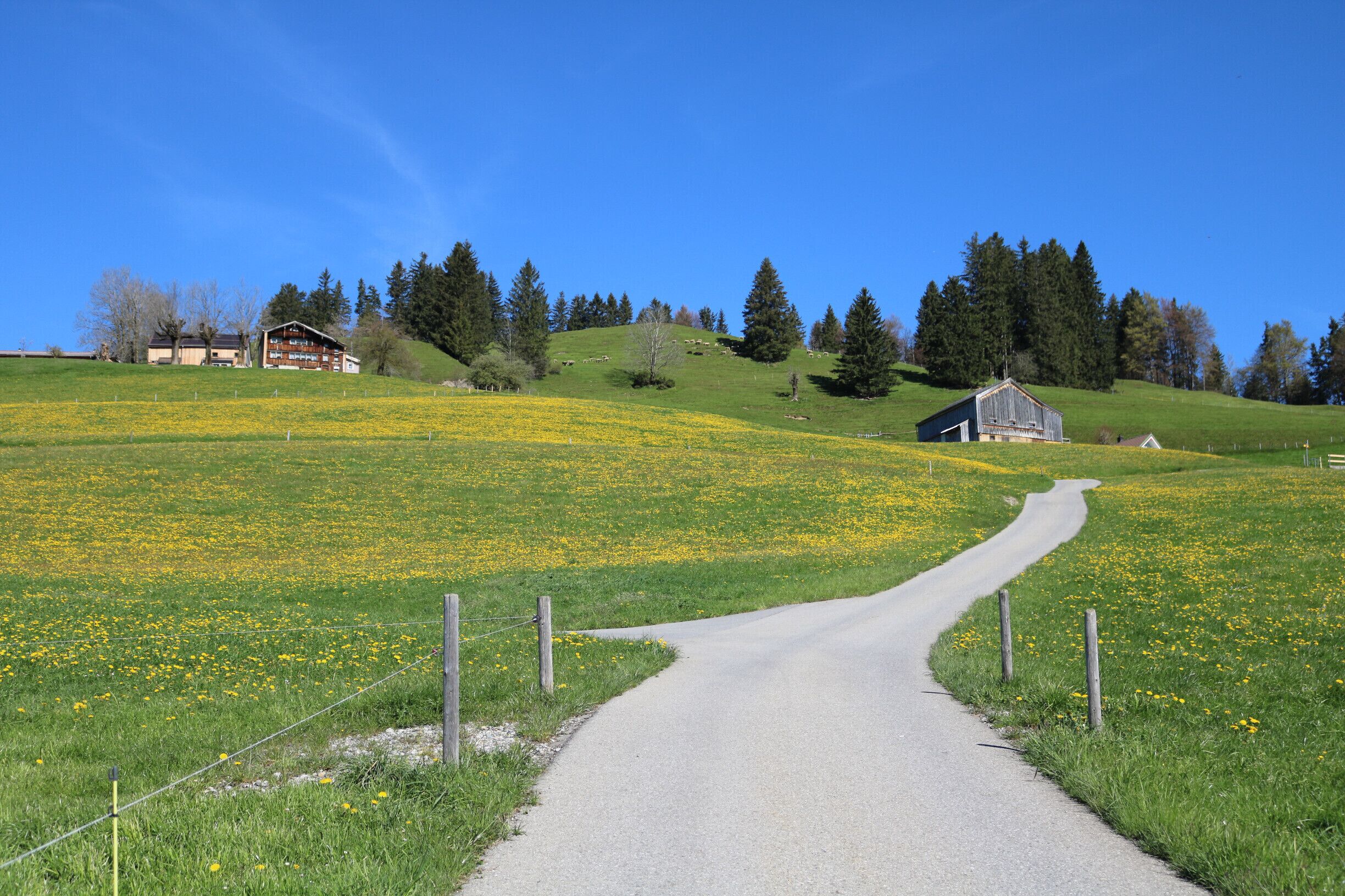NO EDITING: a wonderful spring day in Appenzell with these blooming willows...