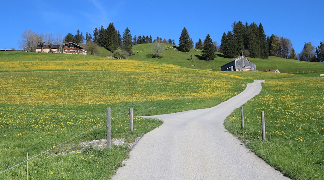 NO EDITING: a wonderful spring day in Appenzell with these blooming willows...