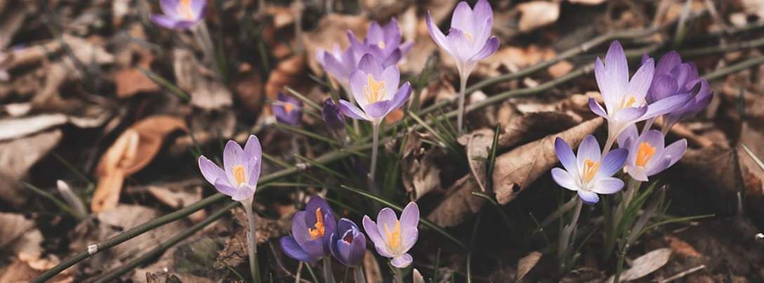 When I turned my back, I saw these .....Spring is around the corner!!!