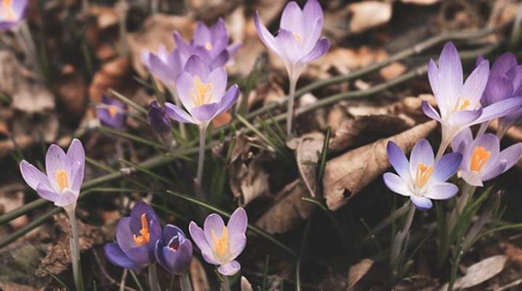 When I turned my back, I saw these .....Spring is around the corner!!!