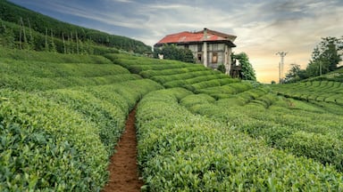 A lush tea plantation with terraced rows of tea bushes and a rustic house in the background.