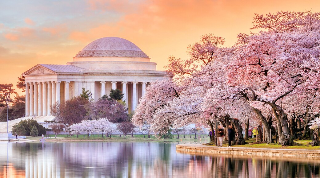 Jefferson Memorial during the Cherry Blossom Festival