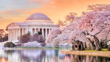 Jefferson Memorial during the Cherry Blossom Festival