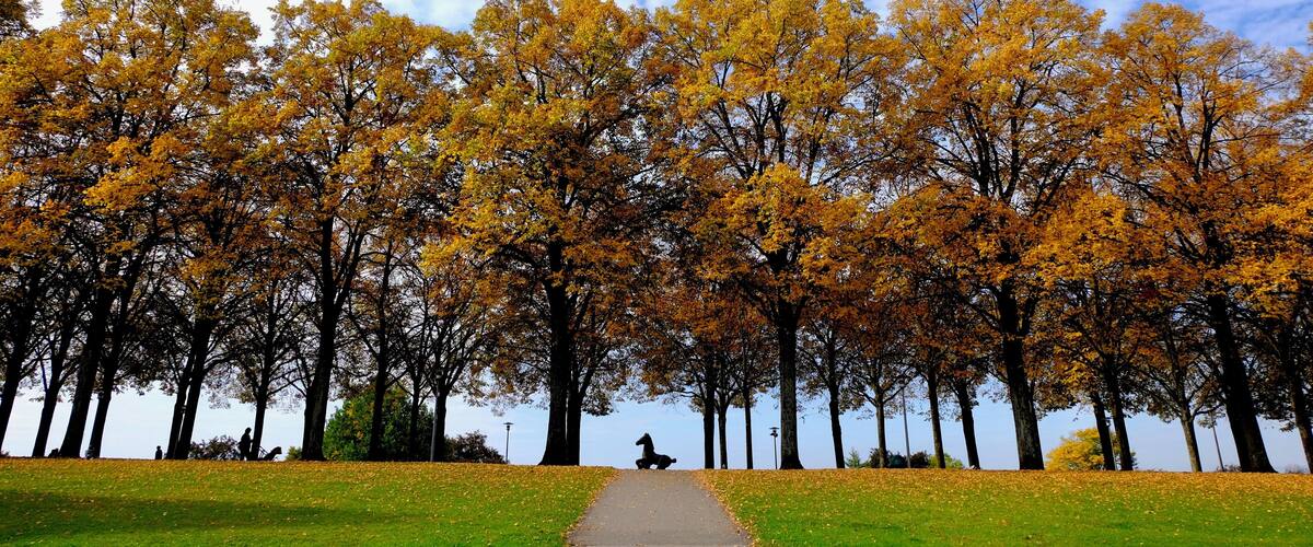 This park a bit west of Lausanne is one of our favorite to stroll, relax, play or be amazed by the seasons change!  A nice big grass area, a huge playground for the kids, and just the other side of these trees, an amazing view on the Léman and a great sliding place when we get a snowfall! #Golden