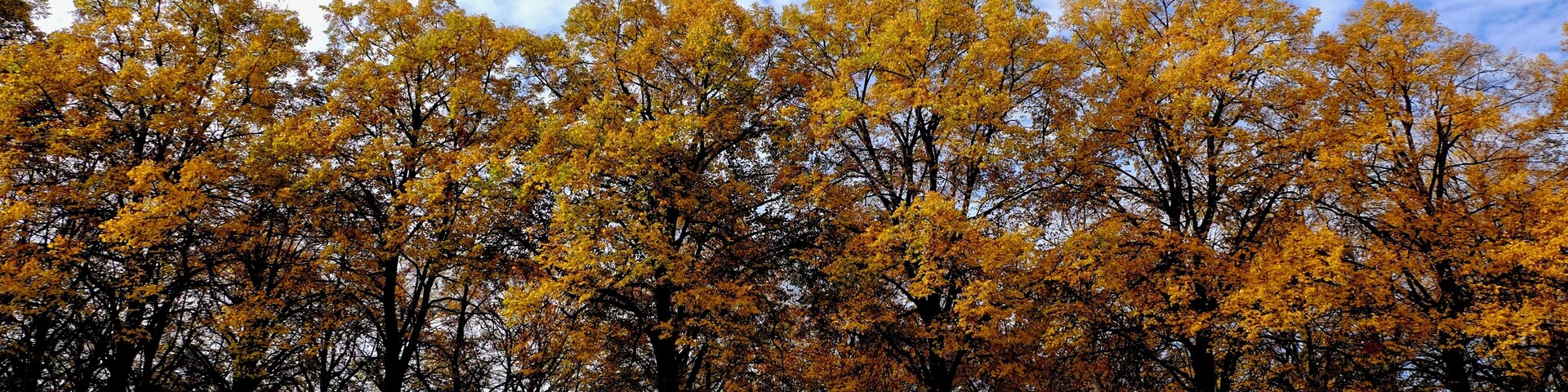 This park a bit west of Lausanne is one of our favorite to stroll, relax, play or be amazed by the seasons change! A nice big grass area, a huge playground for the kids, and just the other side of these trees, an amazing view on the Léman and a great sliding place when we get a snowfall! #Golden
