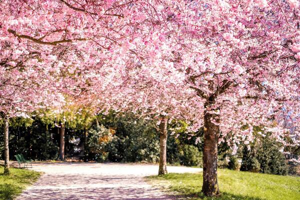 Part of the Musee de l'Élysée is this garden with view over Lake Geneva and towards the French Alps. It's particularly impressive in spring during the cherry blossom season ! #ontheroad