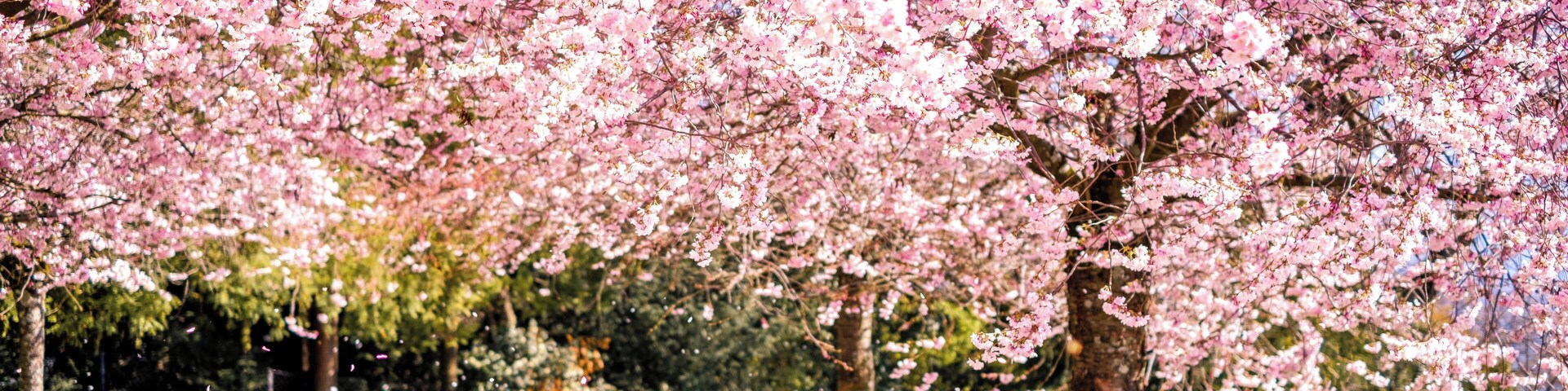 Part of the Musee de l'Élysée is this garden with view over Lake Geneva and towards the French Alps. It's particularly impressive in spring during the cherry blossom season ! #ontheroad