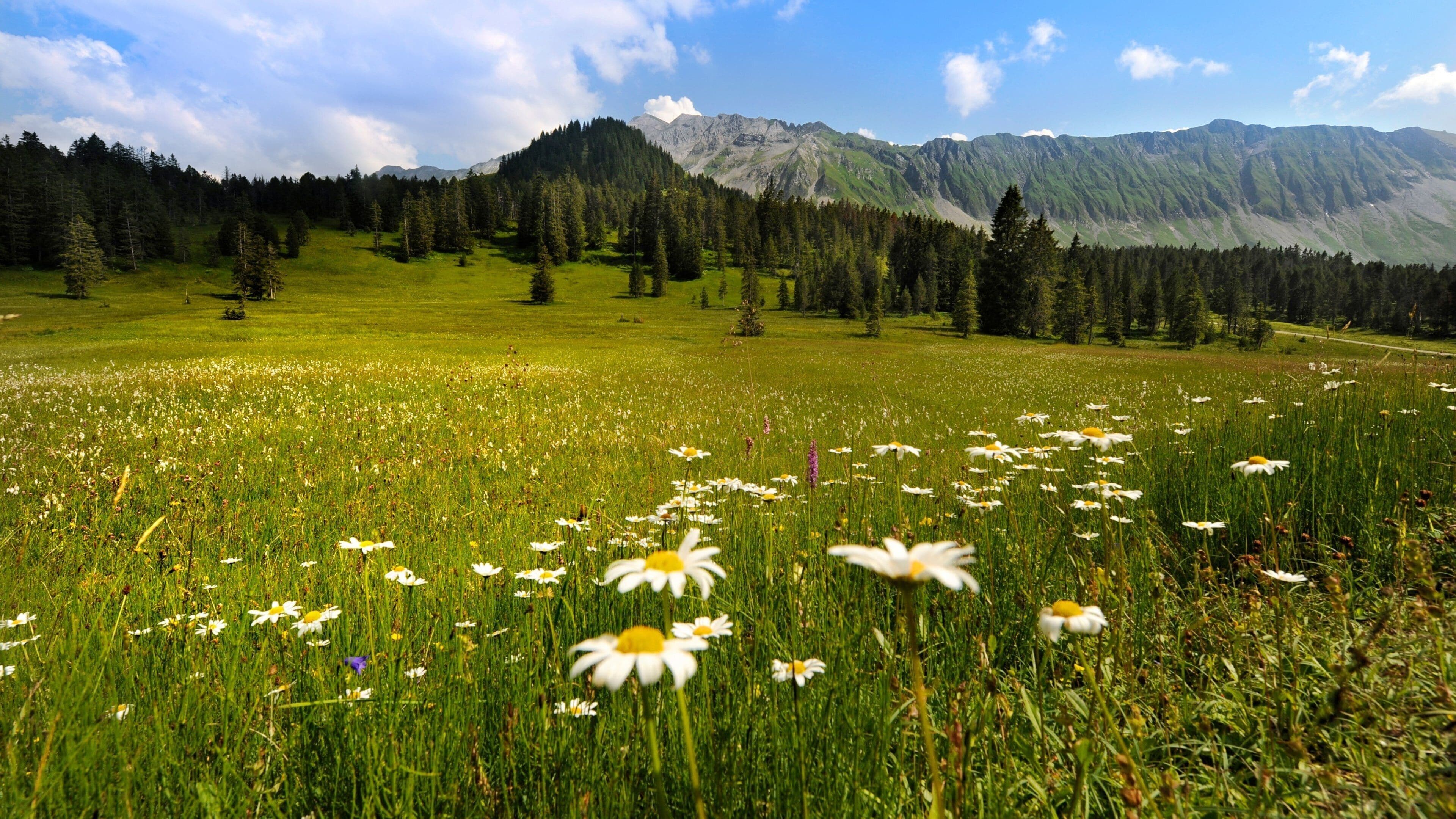 Lucerne featuring forest scenes, wildflowers and tranquil scenes