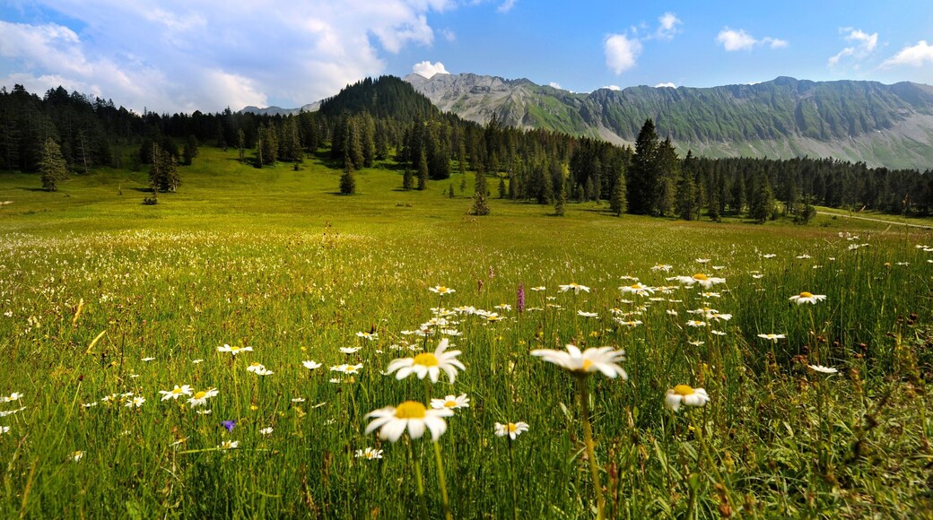 Lucerne featuring forest scenes, wildflowers and tranquil scenes