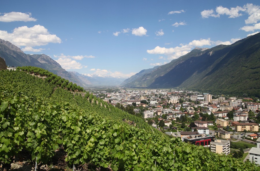 A vineyard with rows of grapevines, a town in the valley below, and mountains in the background.