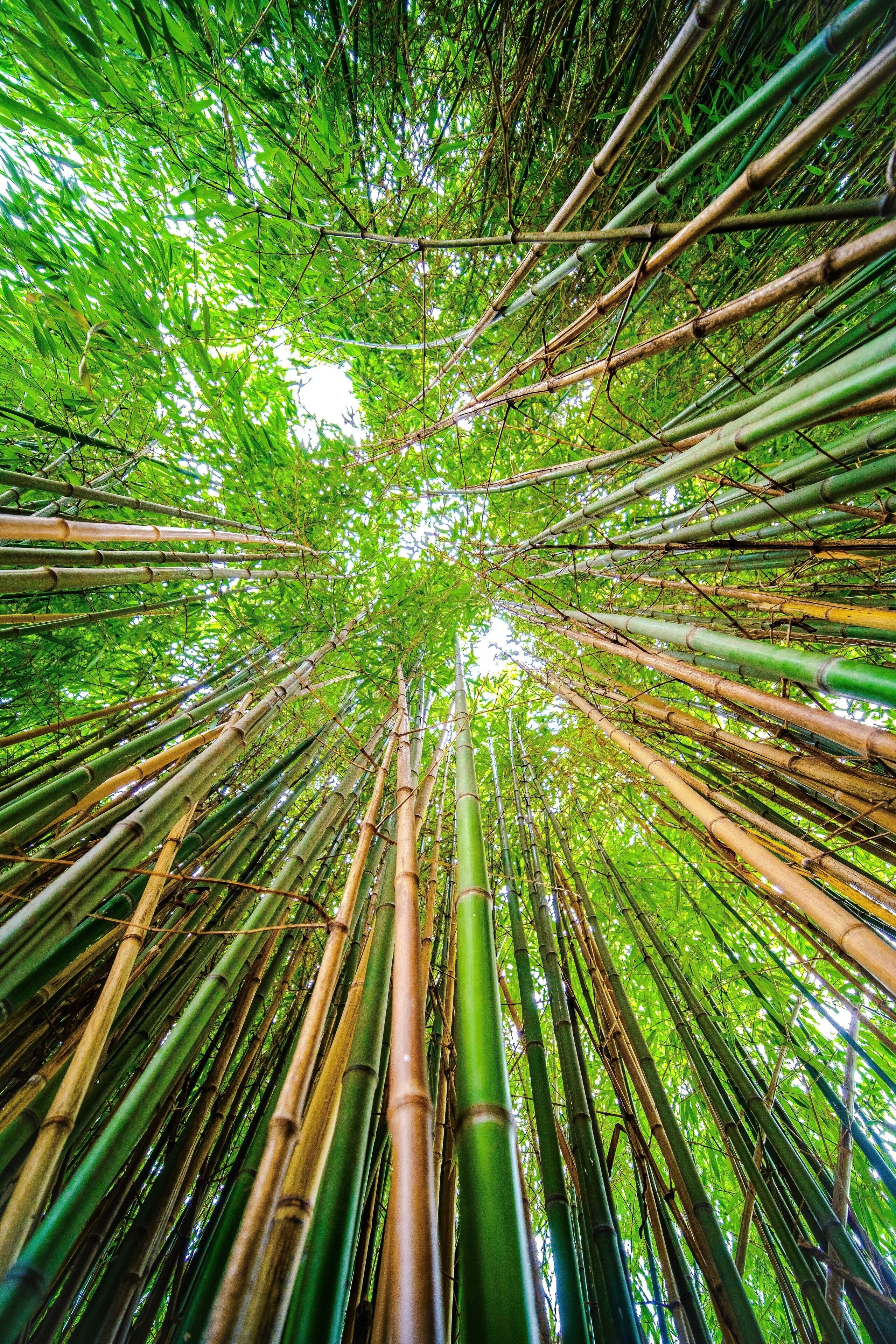 Fondation Pierre Gianadda is an impressive art museum, including its park with works by Rodin and Robert Indiana (the iconic LOVE sculpture). And it also has a small bamboo path, perfect for when your wanderlust wants to take you to Kyoto !