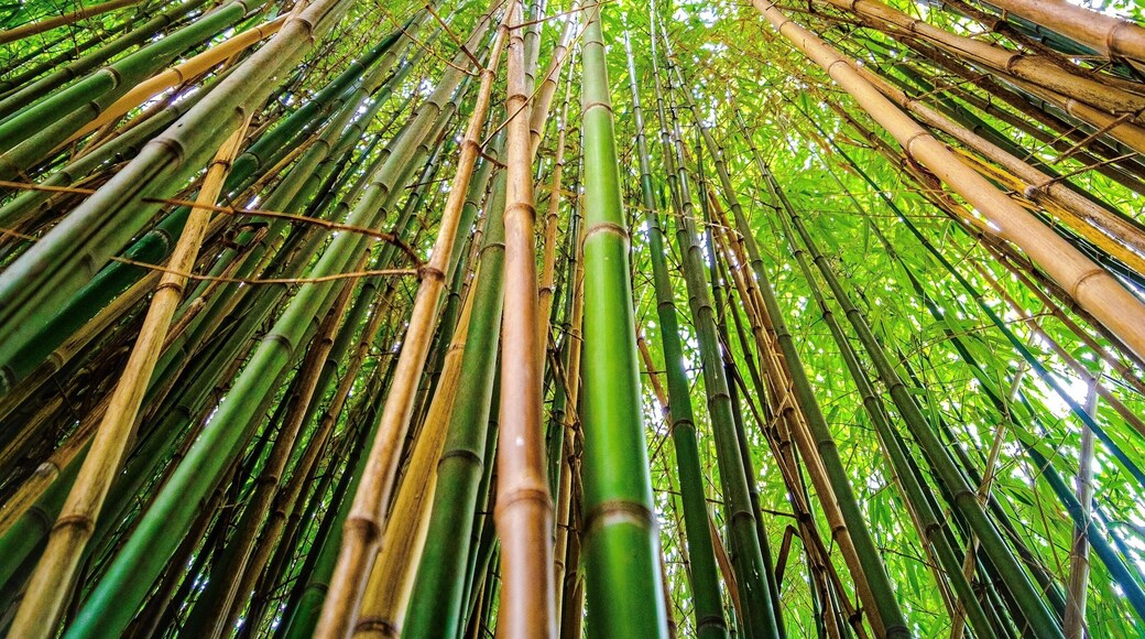 Fondation Pierre Gianadda is an impressive art museum, including its park with works by Rodin and Robert Indiana (the iconic LOVE sculpture). And it also has a small bamboo path, perfect for when your wanderlust wants to take you to Kyoto !