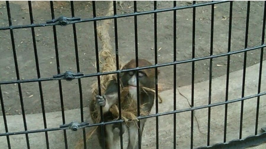 Nice little zoo containing a variety of animals from jaguars and zebras to alligators and camels.