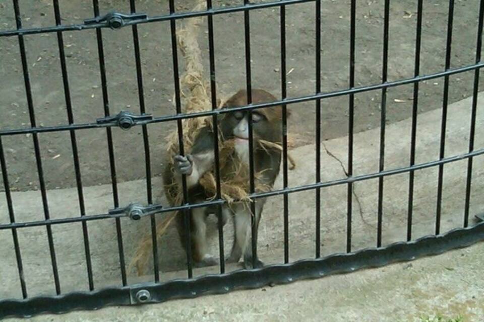A monkey behind a metal fence.