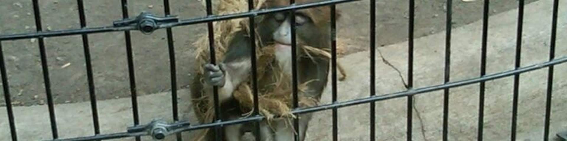 Nice little zoo containing a variety of animals from jaguars and zebras to alligators and camels.