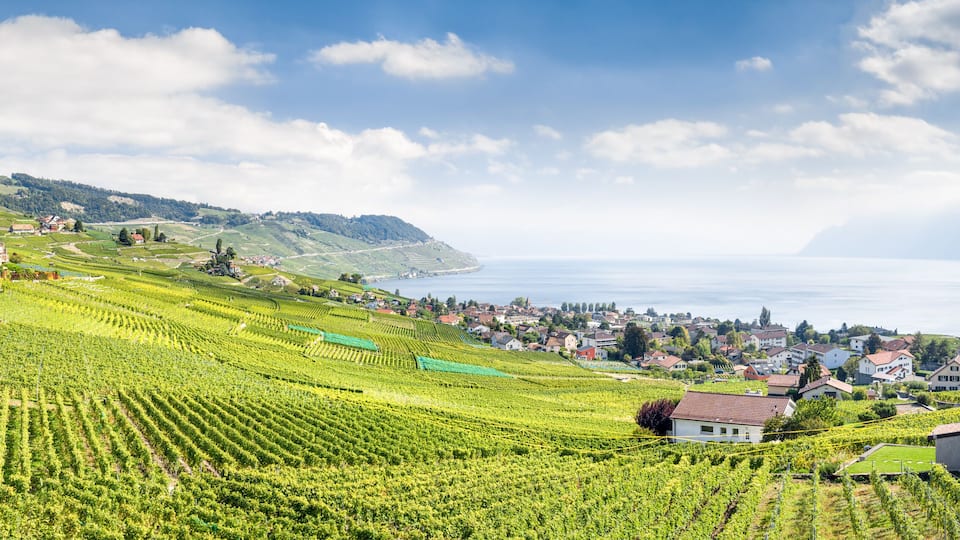 A vineyard landscape with rows of grapevines, a coastal town, and a body of water.