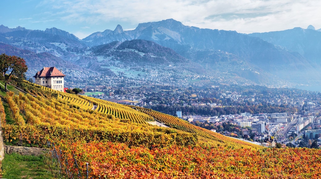 A coastal city with vineyards, mountains, and a lake.
