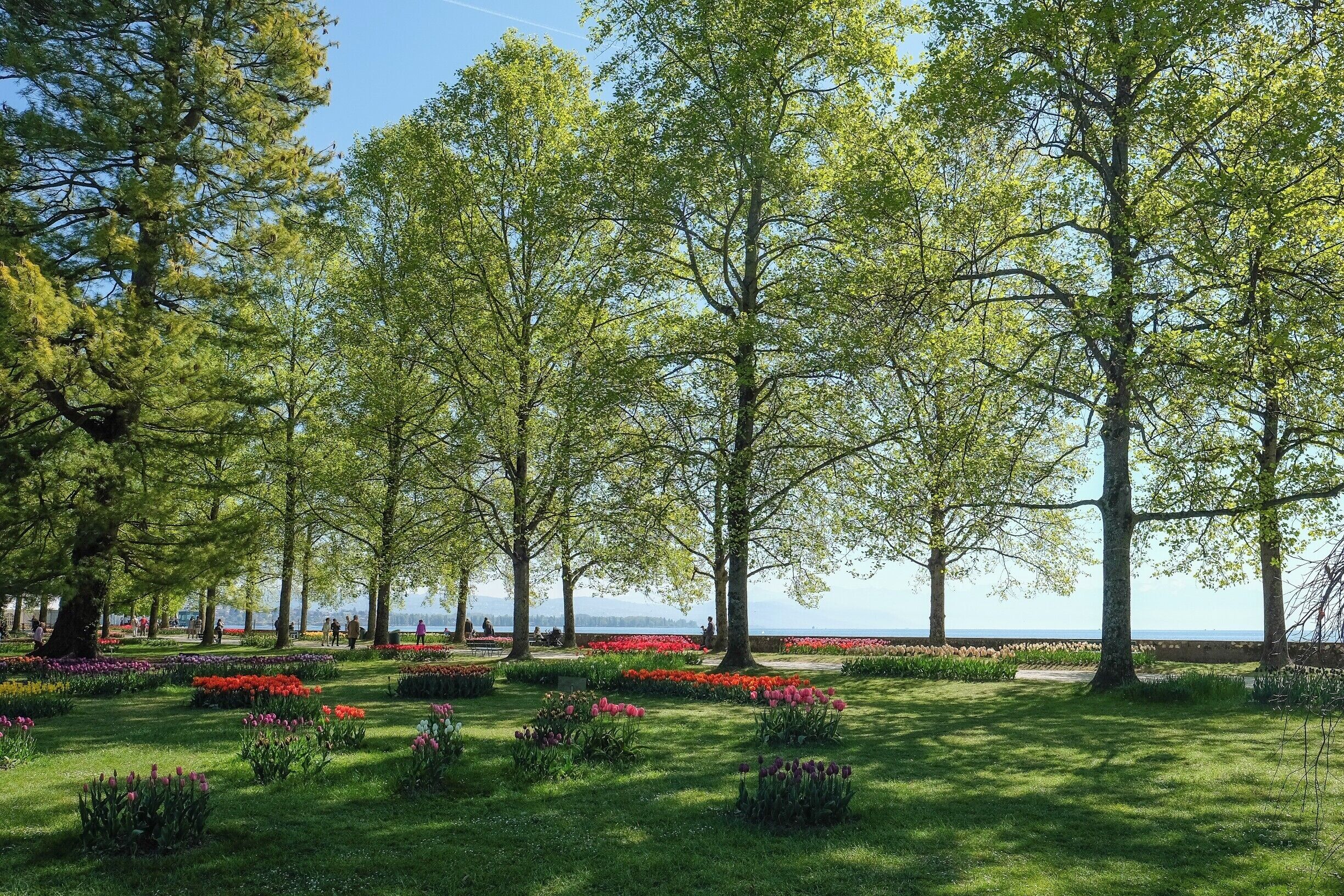A park with rows of trees and flower beds.