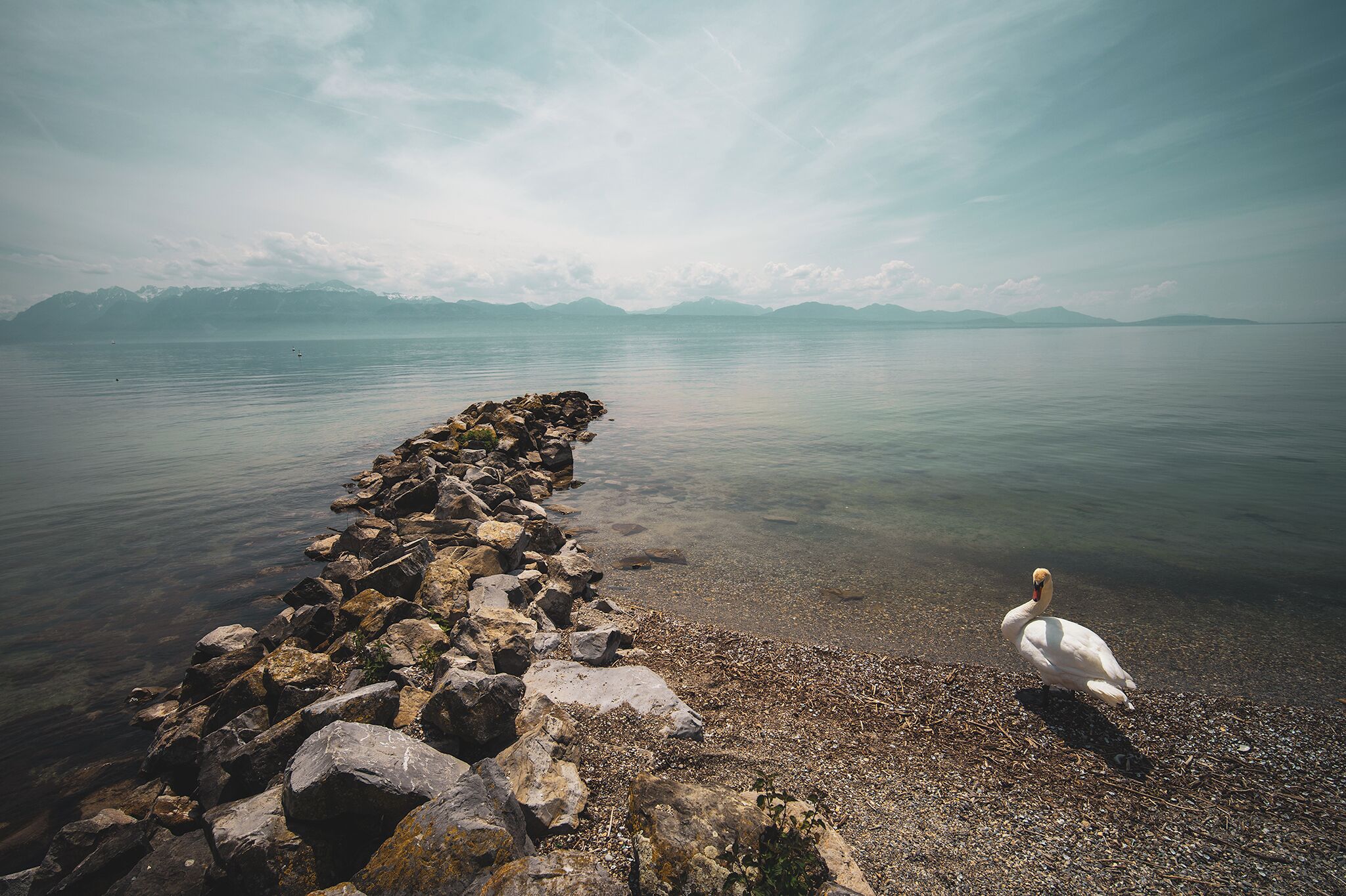 A swan on a rocky shore with calm water and distant mountains.
