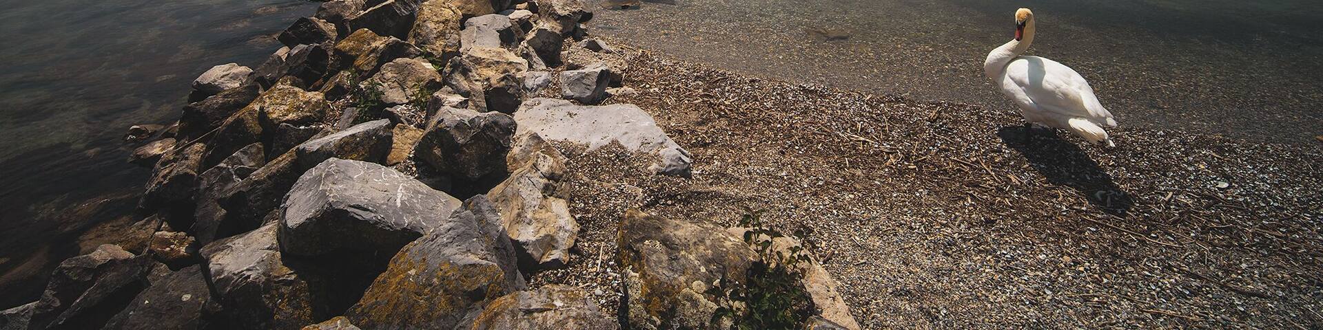 A swan on a rocky shore with calm water and distant mountains.
