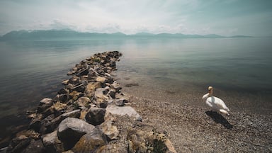 Un cisne sobre una costa rocosa con aguas tranquilas y montañas a lo lejos.