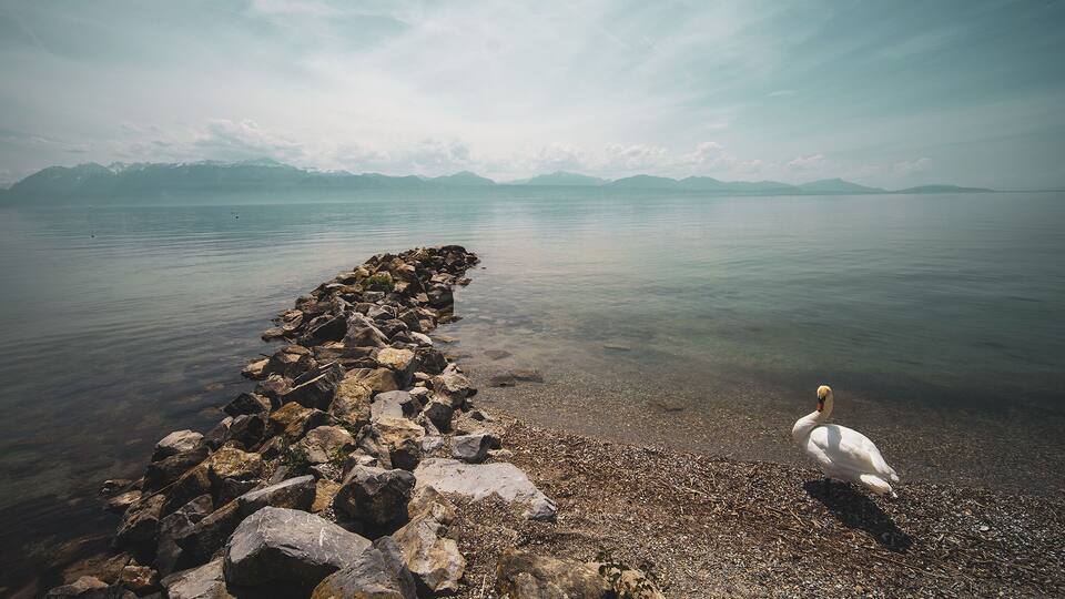 A swan on a rocky shore with calm water and distant mountains.