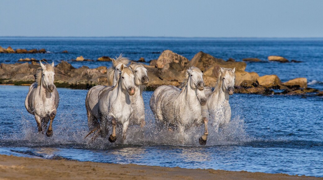 Marignane