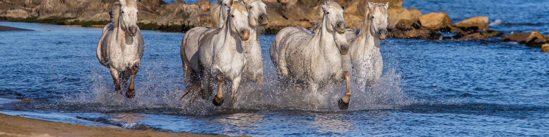 White Camargue Horses galloping along the sea beach. Parc Regional de Camargue. France. Provence. An excellent illustration