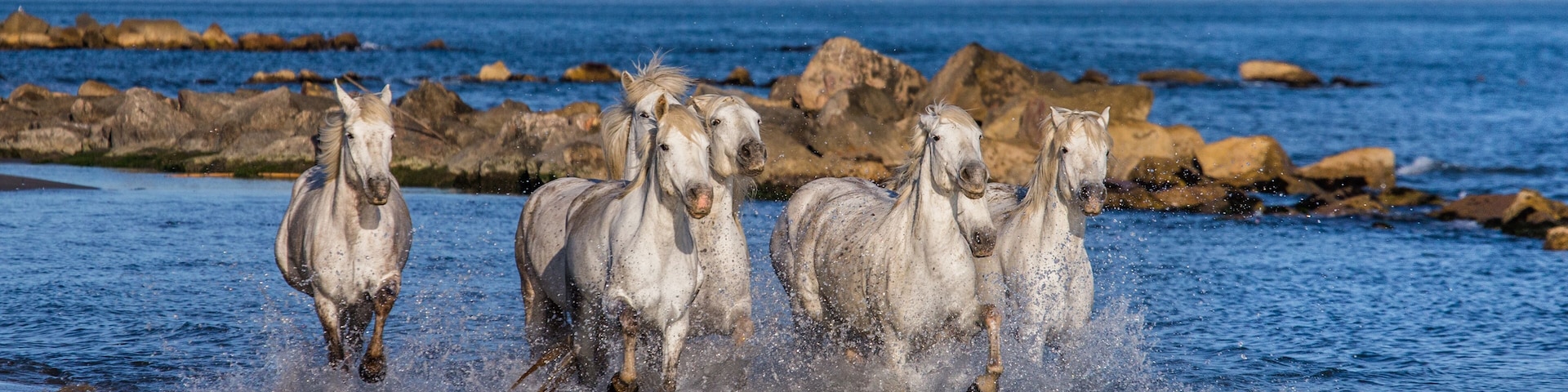 Horses running through a shallow body of water near a rocky shoreline.
