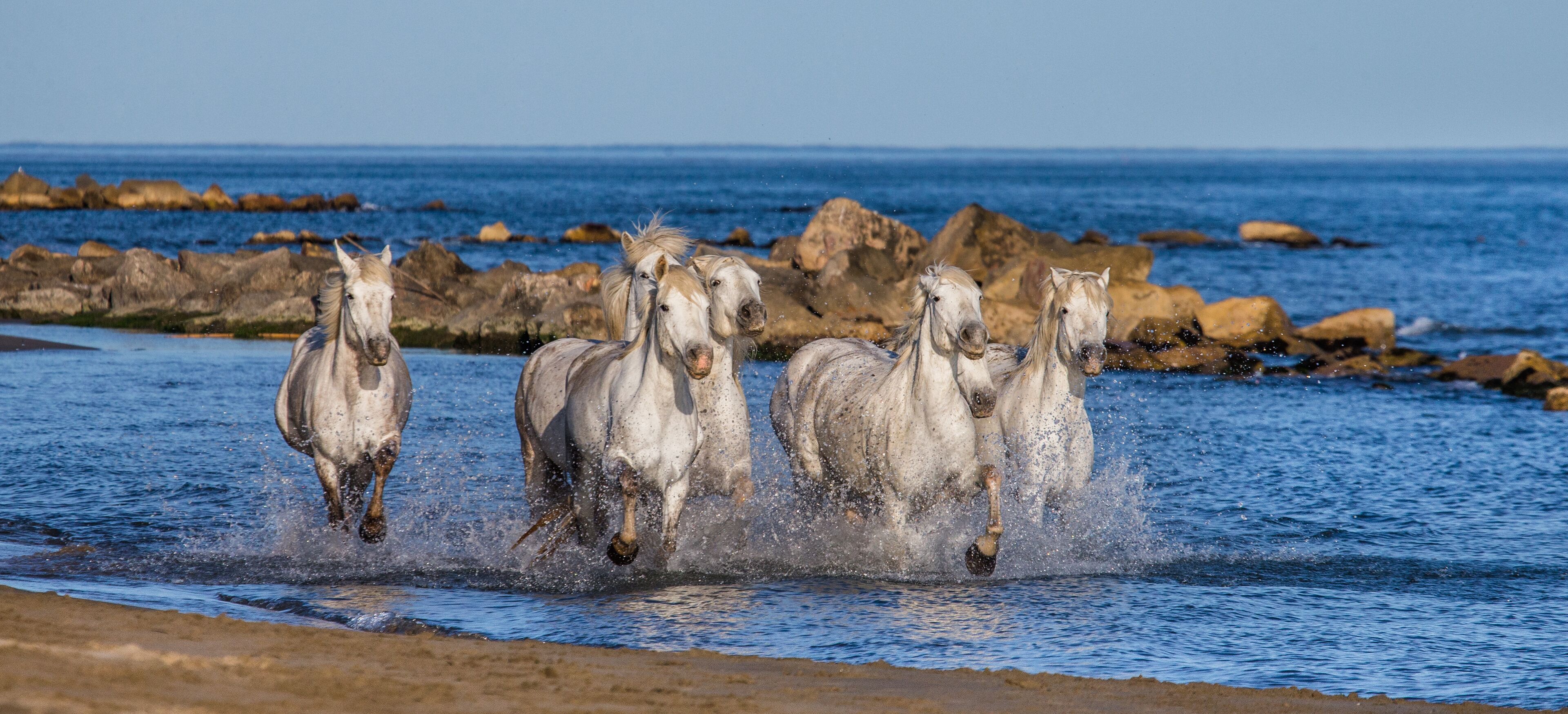 Horses running through a shallow body of water near a rocky shoreline.