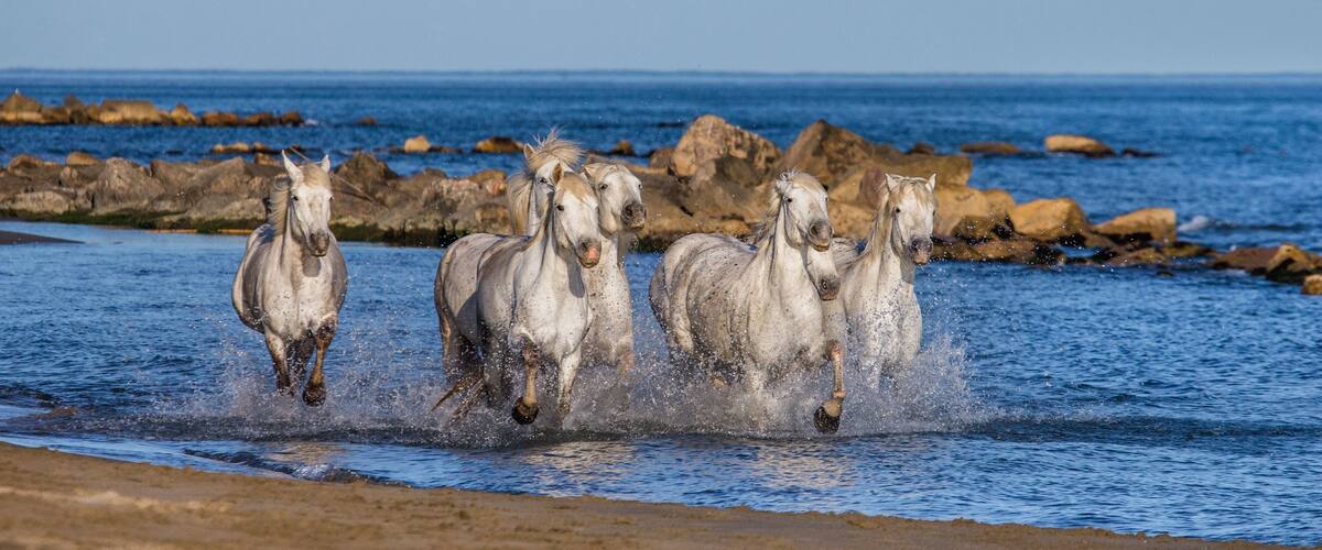 Horses running through a shallow body of water near a rocky shoreline.