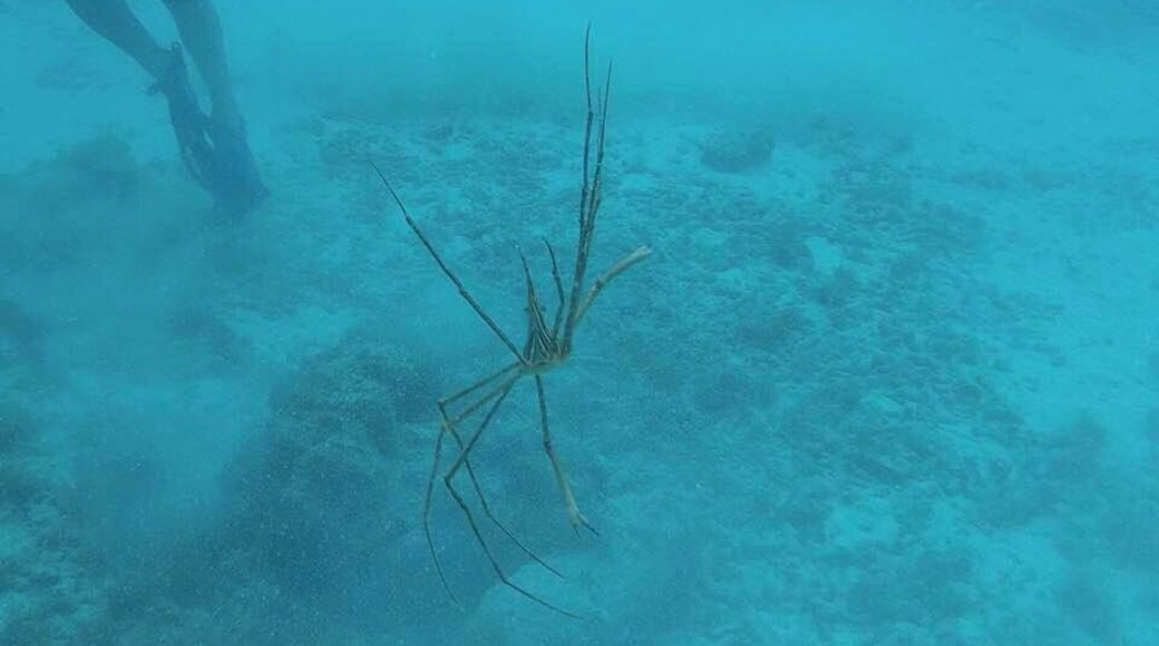 I had no idea there were water spiders until diving in Aruba!